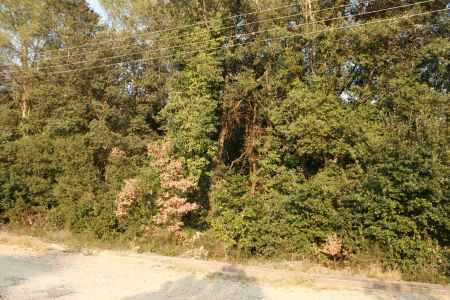 Terreno urbananizable, situado en el Molí d'en Llorens, en Maià de Montcal. - 1