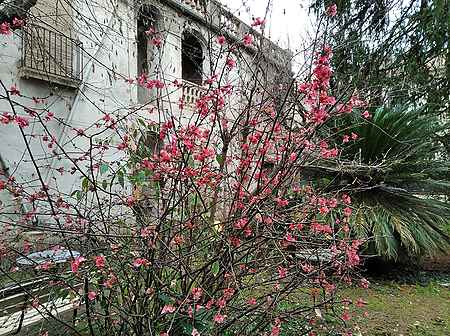 Exclusive building for sale, located in the old town of Besalú. - 5