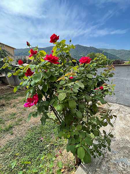 Terraced house located in the town of Besalú. - 18