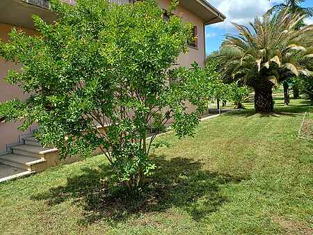 House of 403m2 with garden, orchard, and options for two homes and/or business. - 1