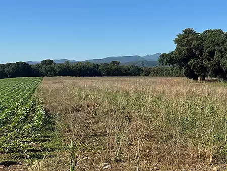Parcel·la en venda, situada a la zona del Molí d'en Llorens. - 2