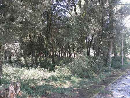 Terreny en venda al Molí de Llorenç. - 0